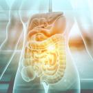 Stock art image of the human digestive system inside a translucent torso 