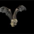 A fruit bat in flight, seen from front against black background, wings arched