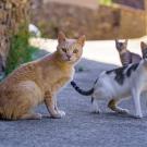 Three stray cats on pavement with stone wall background face camera. They include an orange, black and white, and gray cat.