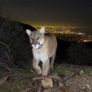 Mountain lion walks hills at night with city lights of Los Angeles shining below