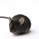 A black mouse against a white background