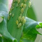 Aphids on a green plant stalk. 