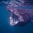 Side view of a basking shark swimming with its massive mouth open