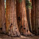 Grove of giant sequoias 