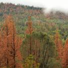 A forested landscape in the Sierra Nevada mountains with rusty orange trees indicating bak beetle damage 