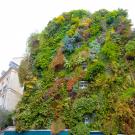 Vertical garden on residential building in central Paris 