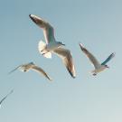 Stock image of gulls in flight against a light blue sky