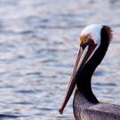 closeup of California brown pelican profile in foreground with ocean in background