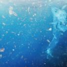 Particles of plastic drift under blue water in the ocean
