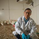 A man in a lab coat and glasses kneels facing the camera in a poultry shed. White chickens are in the background. 