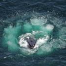 Aerial view of the head of a whale breaching the ocean surface, surrounded by bubbles. 