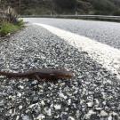 A small Pacific newt on gray asphalt approaches the white-painted line of a highway