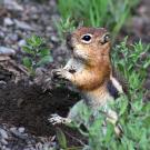 Golden-mantled ground squirrel in the outdoors