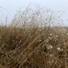Long grass against a grey sky with raindrops on the camera lens. 