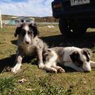 dogs. lay beside car at ranch in Chile