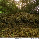 Two jaguars, caught with a camera trap survey, walk in Amazon forest