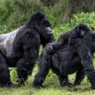 Mountain gorilla family walking in Rwanda forest