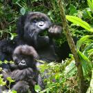 Adult mountain gorilla with infant gorilla in Rwanda forest