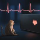 Illustration of a monkey looking at a heart on a screen with a heartbeat trace in the background. 
