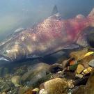 A salmon on a rocky creek bed 