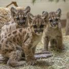 three mountain lion cubs look toward camera while standing in straw-lined floor, hay bale in background