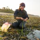Undergraduate Malia Reiss examines eelgrass in Tomales Bay.