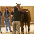 Vet students in blue scrubs watch as an instructor shows them how to examine a horse's back
