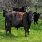 Black Angus cattle grazing