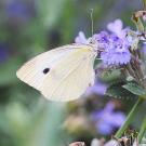 Cabbage white butterfly on purple flowers
