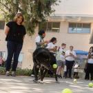 Charlie chases tennis balls at the UC Davis Police Department