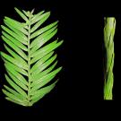 Two types of redwood leaves in bright green on black background. Left leaf fans out. Right leaf is tight, stick-like.
