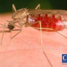  A blood-filled mosquito on human skin