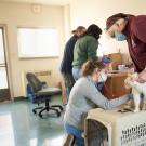 Veterinarians examine cat