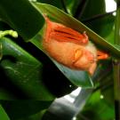 A bright orange painted woolly bat, or kerivoula picta, roosts under a bright green leaf in Indonesiaa