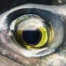 The eyeball of a fish
