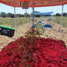 solar panels emit a red light over tomato plants in an outdoor research field at UC Davis
