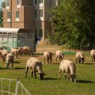 Sheep graze in field, hotel in background