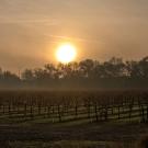 Foggy sunset over vineyard