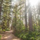 Photo of redwood grove at UC Davis