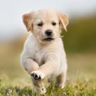 Photo of a 7-week old Golden Retriever puppy running through short grass toward the camera.