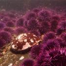 red abalone surrounded by purple urchins