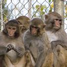 A group of rhesus macaques 