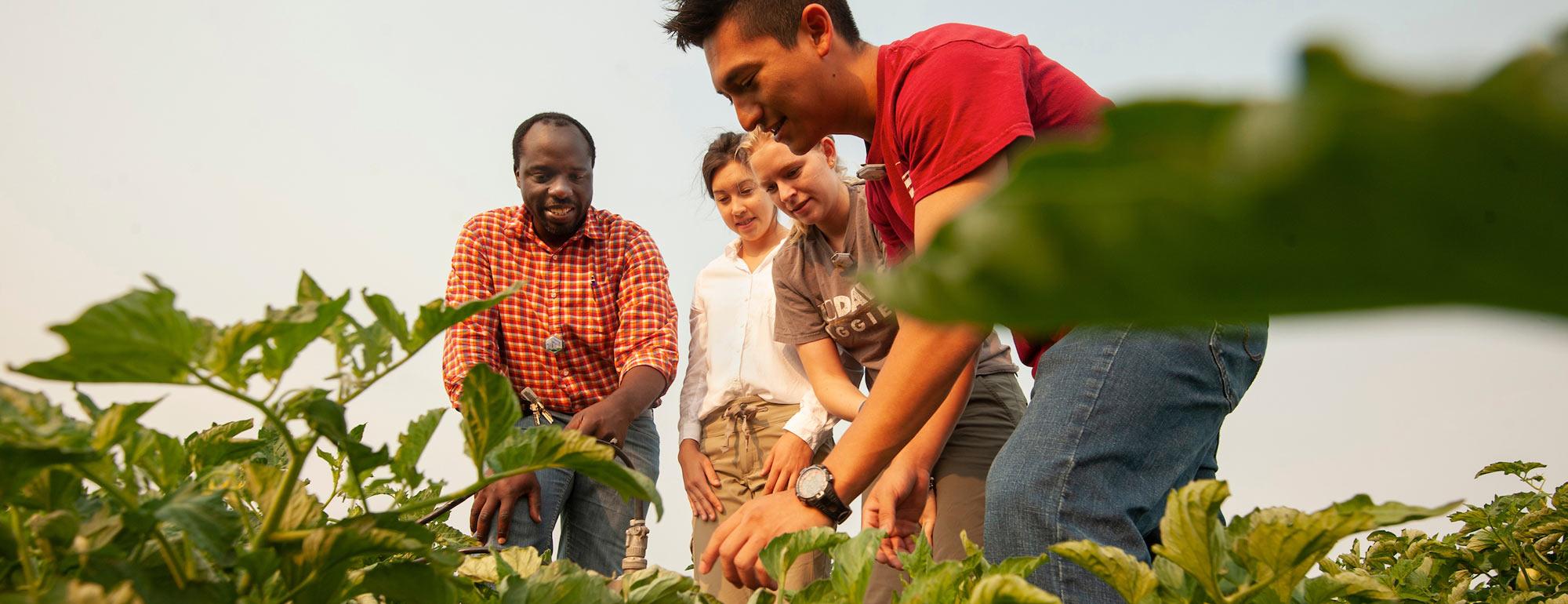 UC Davis | Agricultural And Environmental Education Major