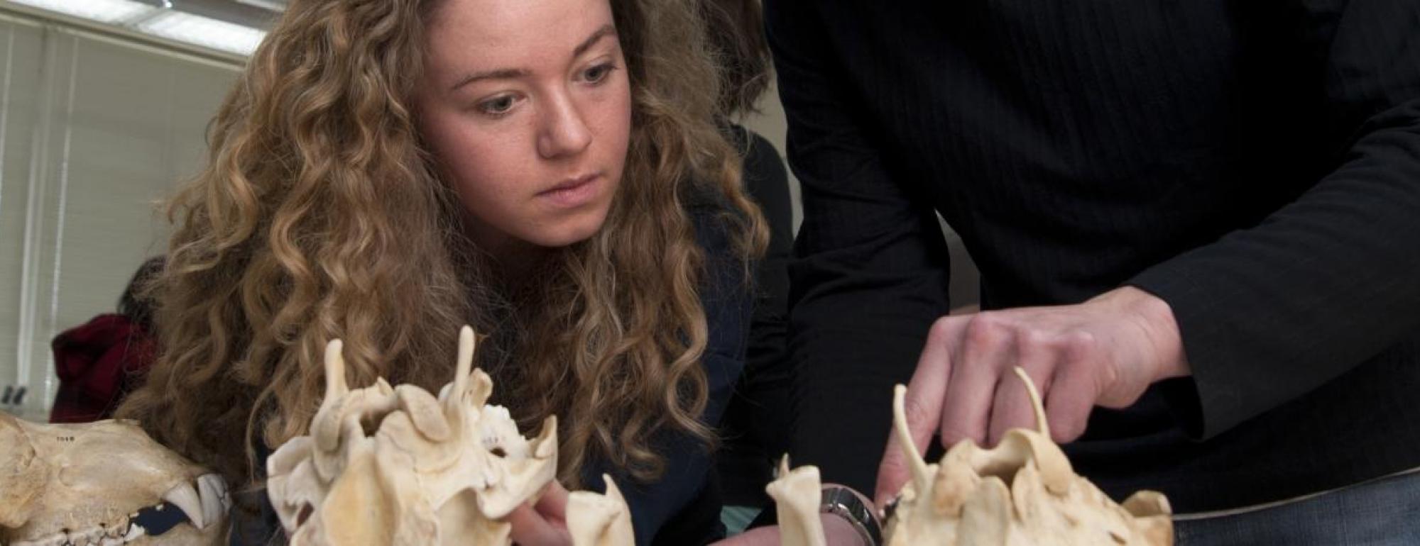 uc davis anthropology student studying bones