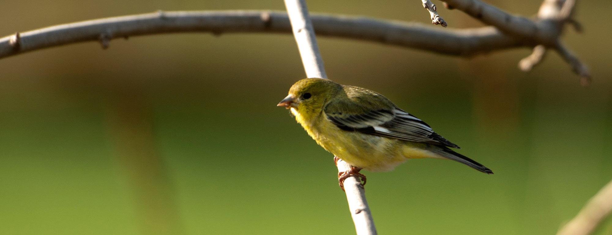 A goldfinch perches on a branch