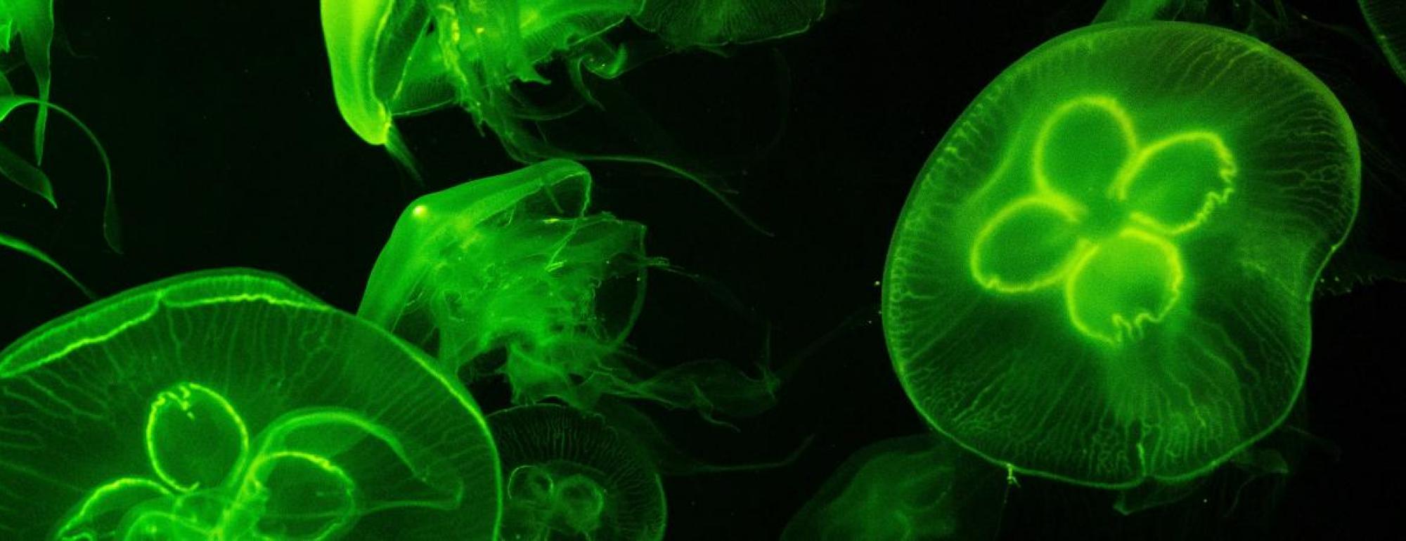 jellyfish tagged with GFP