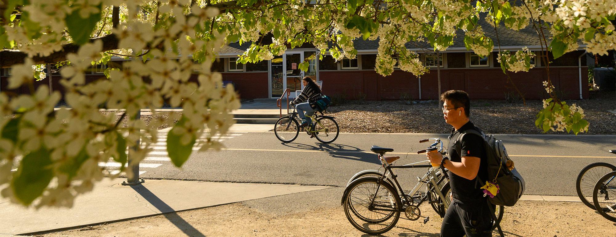a student walking on campus near some flowering trees and a person on a bike in the background