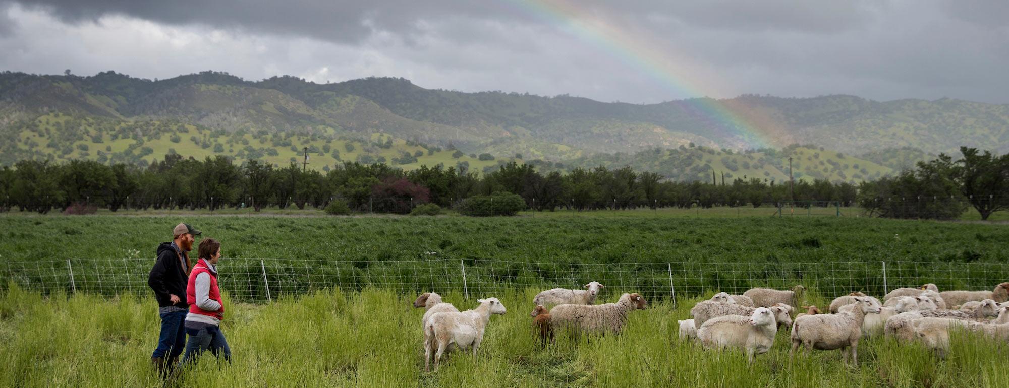 A female and male rancher walk with their sheep across a green landscape with a rainbow in the background