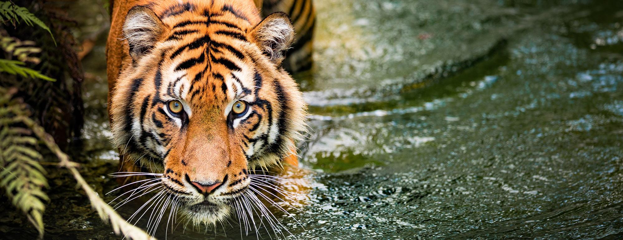 A tiger wades through a jungle river and peers up at the camera