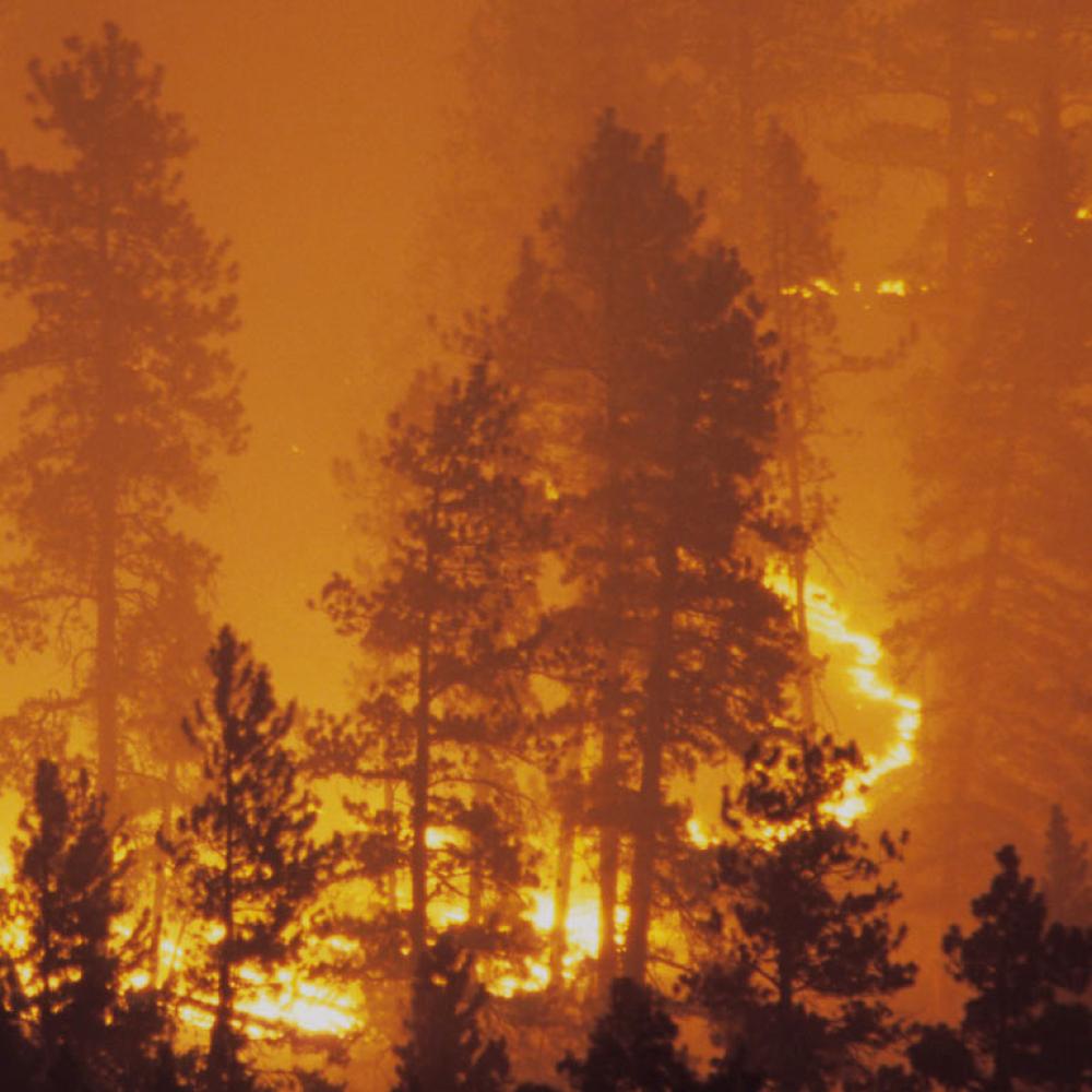 A wildfire burns through a California pine forest